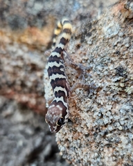 Pachydactylus formosus