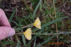 Oenothera stricta