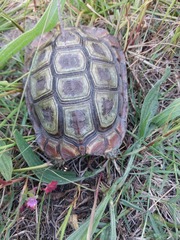 Homopus areolatus
