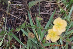 Oenothera stricta