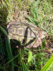 Homopus areolatus