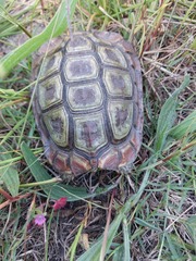 Homopus areolatus