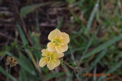 Oenothera stricta