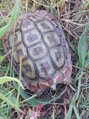 Homopus areolatus