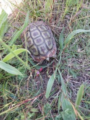 Homopus areolatus
