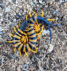 Scolopendra