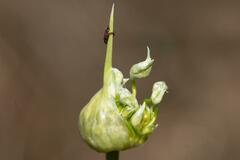 Allium dregeanum