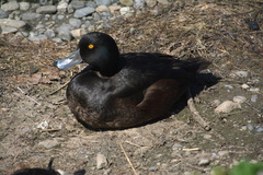 Aythya novaeseelandiae