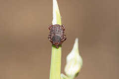 Ixodidae