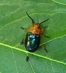 Lamprolina simillima