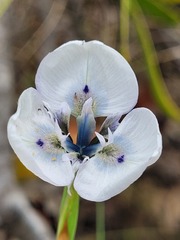 Moraea caeca