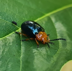 Lamprolina simillima
