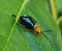 Lamprolina simillima