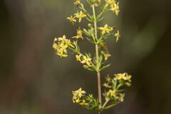 Galium capense