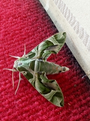 Daphnis nerii