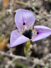Moraea caeca