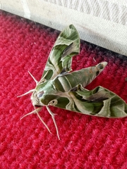 Daphnis nerii