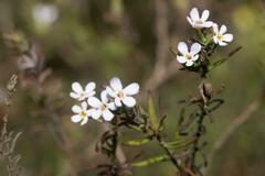 Chaenostoma hispidum