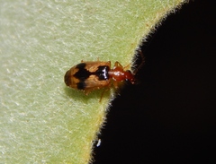 Lebia