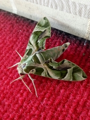 Daphnis nerii