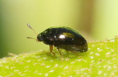 Phalacridae