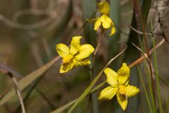 Cyanella lutea