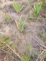 Watsonia vanderspuyae