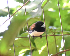 Spermestes bicolor nigriceps