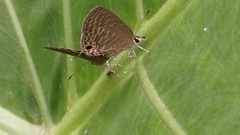 Jamides bochus formosanus