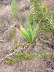 Watsonia vanderspuyae