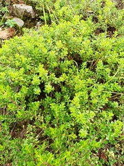 Baccharis conferta
