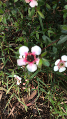 Leptospermum scoparium