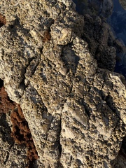 Balanomorpha