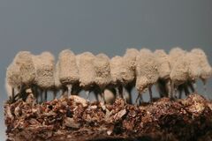 Arcyria cinerea