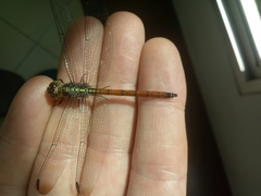Lathrecista asiatica