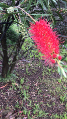 Melaleuca citrina