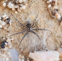 Tyrotama arida