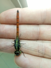 Lathrecista asiatica