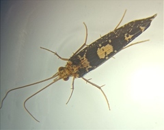 Polyplectropus