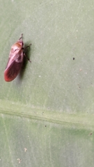 Eoscarta