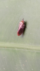 Eoscarta
