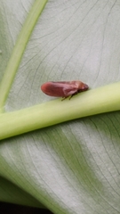 Eoscarta