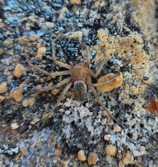 Eusparassus schoemanae