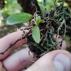 Drymoanthus adversus