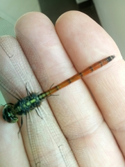 Lathrecista asiatica