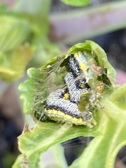 Evergestis rimosalis