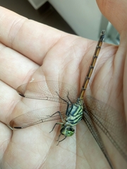 Lathrecista asiatica