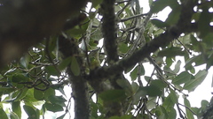 Leiothlypis celata