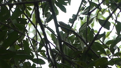 Leiothlypis ruficapilla