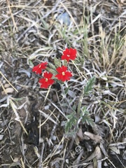 Glandularia peruviana